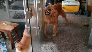 أداء مذهل بكل حرية، لماذا لا نمنحه جائزتين مباشرة؟