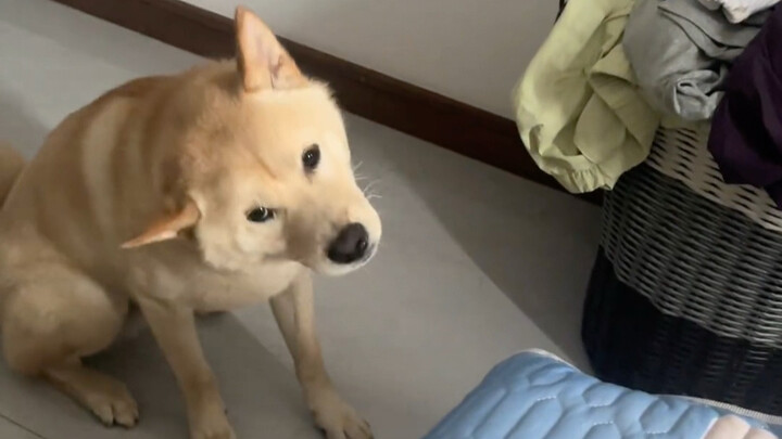 Pertama kali tahu ternyata anjing juga bisa keseleo leher