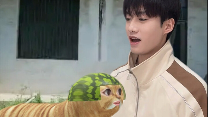 بعد عودة قطة المدينة إلى القرية، واجهت عملية شراء مجانية في السوبر ماركت