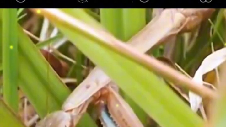 Khác với những gì sách ghi.