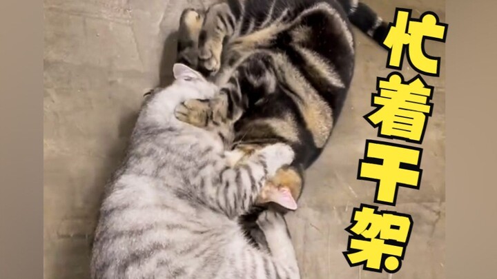 الهريرة مشغولة جدًا