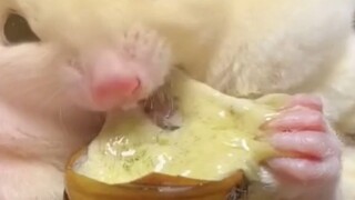 Would you dare to eat silkworm pupae like these?