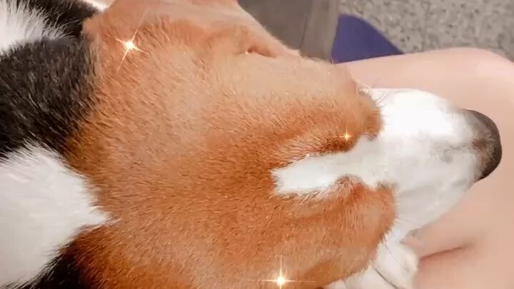 หมาแสนซน