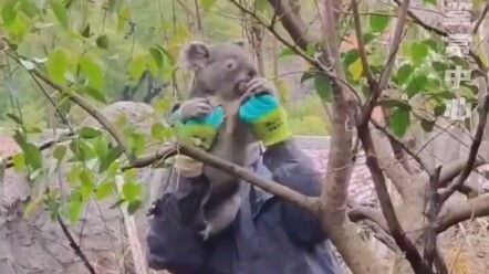 สวนสัตว์หงซานที่ให้ความสำคัญกับชีวิตเหนือสิ่งอื่นใด—นี่แหละคือแนวทางที่สวนสัตว์ควรเดินตาม!