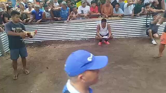 2x winner golden grey (1st win)