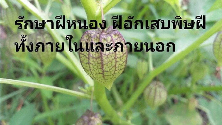 รักษาฝีหนอง พิษฝีอักเสบ ทั้งภายในและภายนอก เช่นฝีในลำคอ ปอด