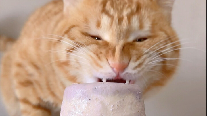 Immersive Can-Chewing 🥫 | The yowling orange cat is chowing down on dried purple sweet potatoes and 