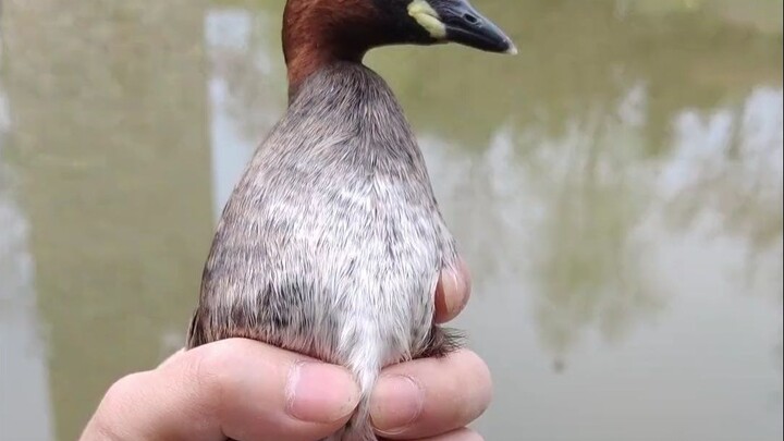Sains populer: Lima belas jenis bebek yang berbeda—berapa banyak yang kamu kenal?