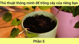 Thủ thuật thông minh để trồng cây của riêng bạn #5