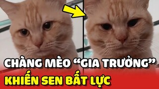 Cô gái bất lực khi nuôi phải anh MÈO CAM có tính GIA TRƯỞNG 😂 | Yêu Lu