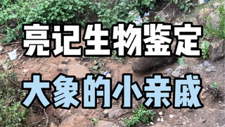 [التعريف البيولوجي لـ Liangji] قريب الفيل الصغير