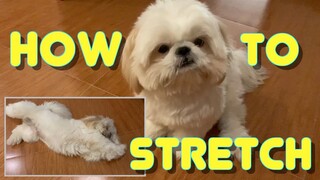 Cute Shih Tzu Learns How To Stretch While On Quarantine ( Funny Dog Video)