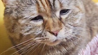 What are you eating? Can you leave a bite for the cat?