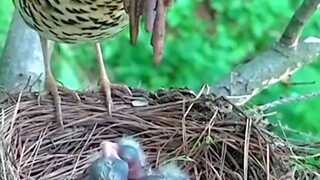 Hey Mom thanks, here take this shit" #feed #birdsmoment #motherinstinct #parentjourney #family