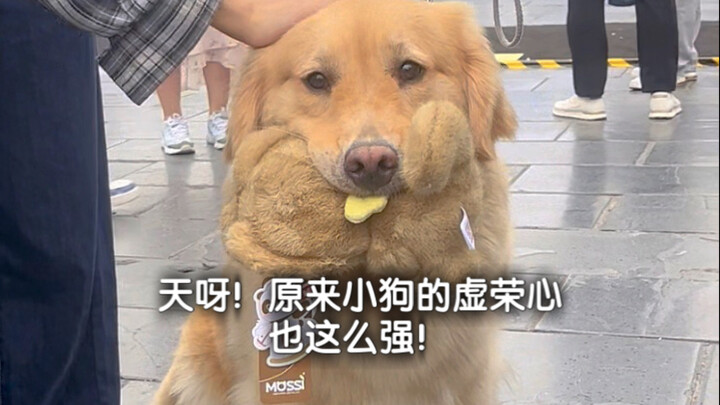 Trời ơi! Hóa ra chó con cũng sĩ diện ghê thế!