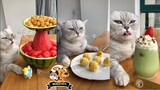 Hilarious Tiktok Cat cooks his talent #3  The pets home