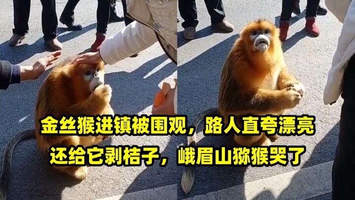 Khỉ vàng vào thị trấn bị vây quanh xem, người qua đường khen nức nở đẹp rồi còn bóc cam cho nó, lũ k