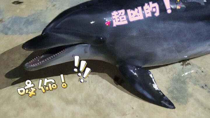 Lumba-lumba kecil terdampar! Beruntung ada aku hahaha (walaupun sebenarnya karena ulahku juga)