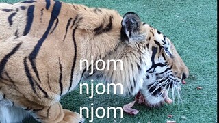 Will the bird be saver by the tigers or cats?