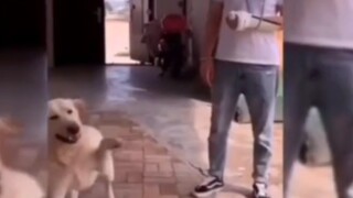 狗子：唉，你看他就这样....