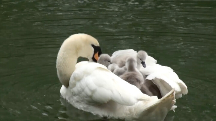The swan mother's sightseeing boat was seriously overloaded! (Finally, the mother couldn't carry the