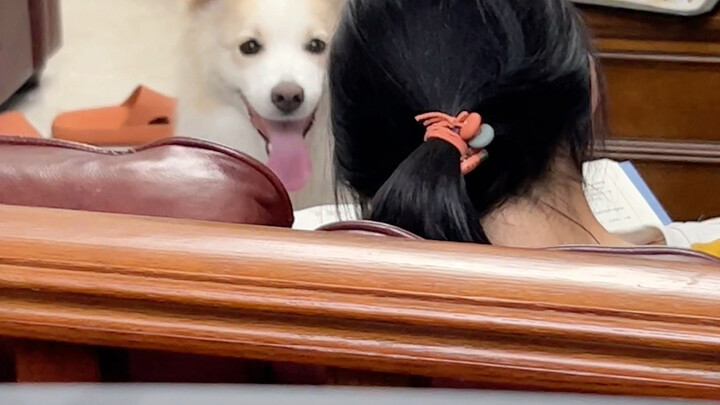 Kayaknya cuma kakak perempuan yang bisa cuek sama sindiran buat Bella #BorderCollieChenBella