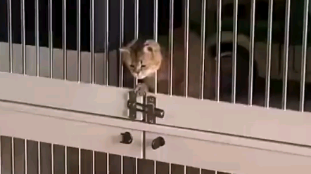 น้องแมว: กลับก็กลับ ดุขนาดนั้นทำไมกันนะ?