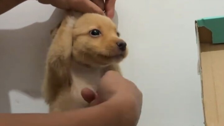 Hóa ra chó con cũng có chỗ nhột!