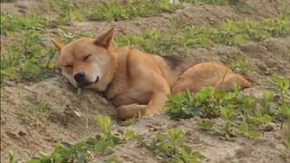Dahuang, who grew up with me, is really old!