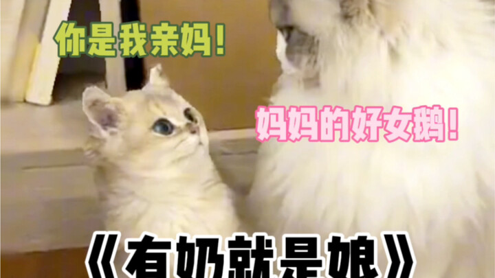 Set a trap to help the little kitten successfully recognize its kin—its final meow is so cute!