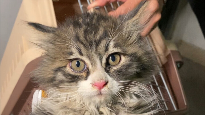 الاختطاف كبديل للشراء والاستيلاء على قضيب الحديد