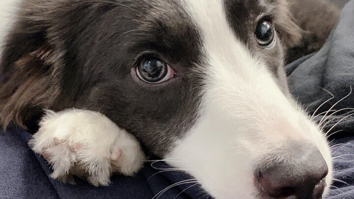 A video of a Border Collie acting cute—perfect for tough guys and gals; who could possibly resist?