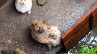 กลับไปซะเจ้าหมาตัวอ้วน แม่ของนายไม่ให้ฉันเล่นกับพวกนายแล้ว