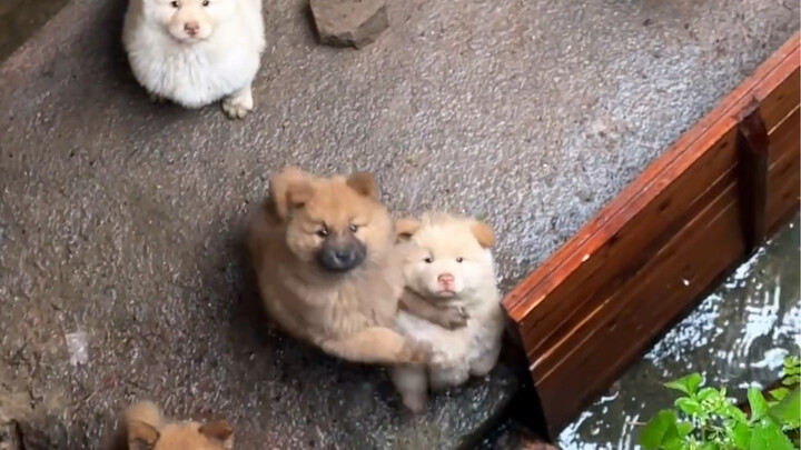 กลับไปซะเจ้าหมาตัวอ้วน แม่ของนายไม่ให้ฉันเล่นกับพวกนายแล้ว