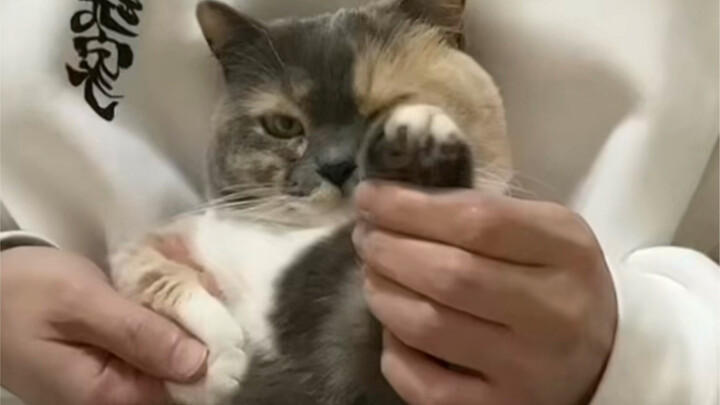 Đà la tí đà la mèo nhỏ xíu