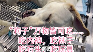 “狗子”万物皆可吃-吃袜子，吃内裤，吃石头，吃假牙，大家猜猜这次吃啥了？