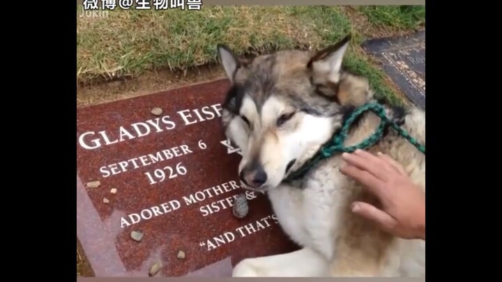 当宠物发现要跟主人永别，它们什么都知道，只是不会说话而已，彼此疼痛不已，最绝望的时候，无论谁离开。