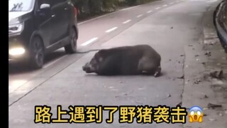 Let's see just how powerful a wild boar's attack is!