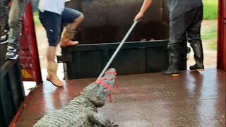 Can you hold a crocodile? #crocodilezhen #crocodilezhen crocodile wine #healthy wine