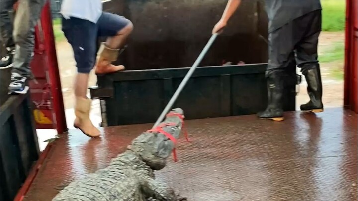 Can you hold a crocodile? #crocodilezhen #crocodilezhen crocodile wine #healthy wine
