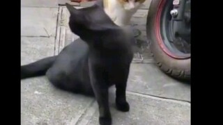 แมว