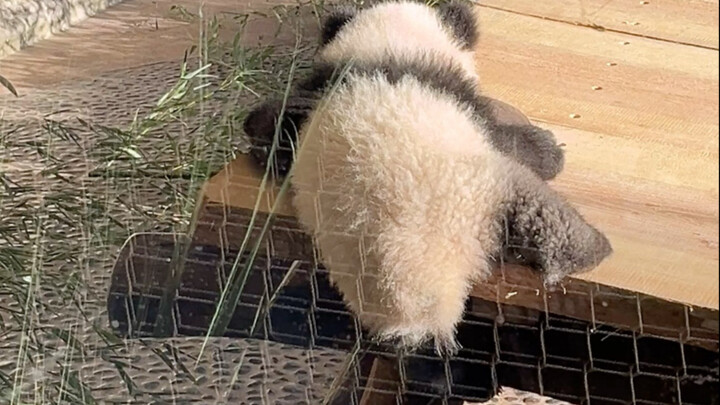 Gấu trúc con ở Berlin không thể xuống sân khấu, các dì nước ngoài đồng loạt reo hò.