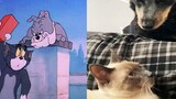 [Komedi] Ternyata Tom & Jerry Adalah Film Dokumenter!