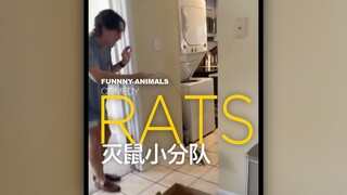 灭鼠小分队！！（⚠️不要外放）