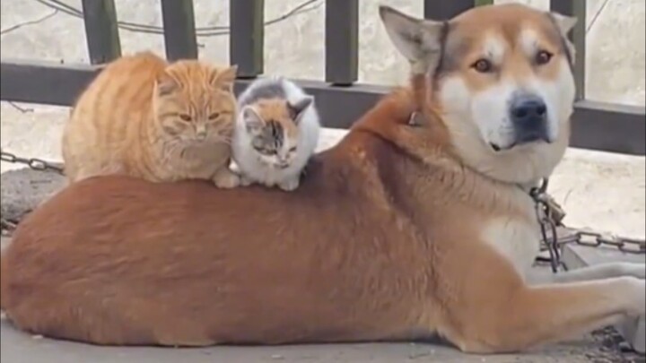 Cat: A golden nest or a silver nest isn't as good as one's own doghouse.