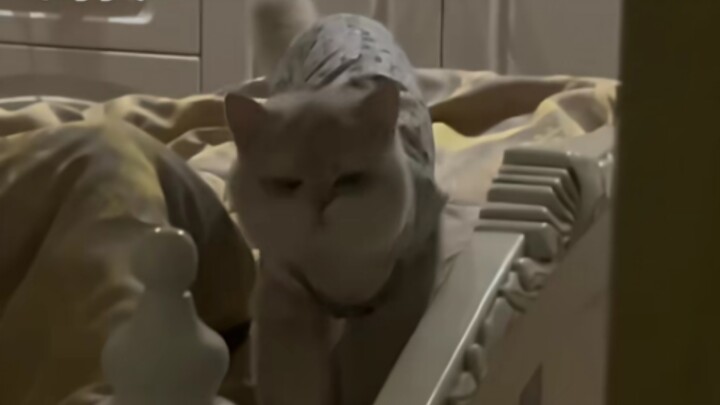 Tengah malam menyelinap ke kamar orang tua untuk mencuri kucing, Xiao Mi juga belum tidur.