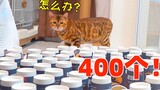 400个杯子+乒乓球能堵住猫吗？？ 答案：#¥%