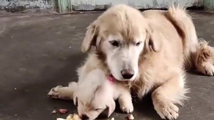 “Dogs are man’s most loyal friends”