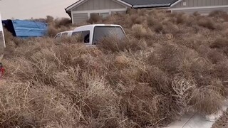 美国犹他州网友介绍家乡的“风景”：这里简直是“风滚草”的天堂…拍的很好下次不要再拍了！