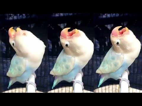 Lovebird Ngekek Konslet Mangap NYENGKLAK